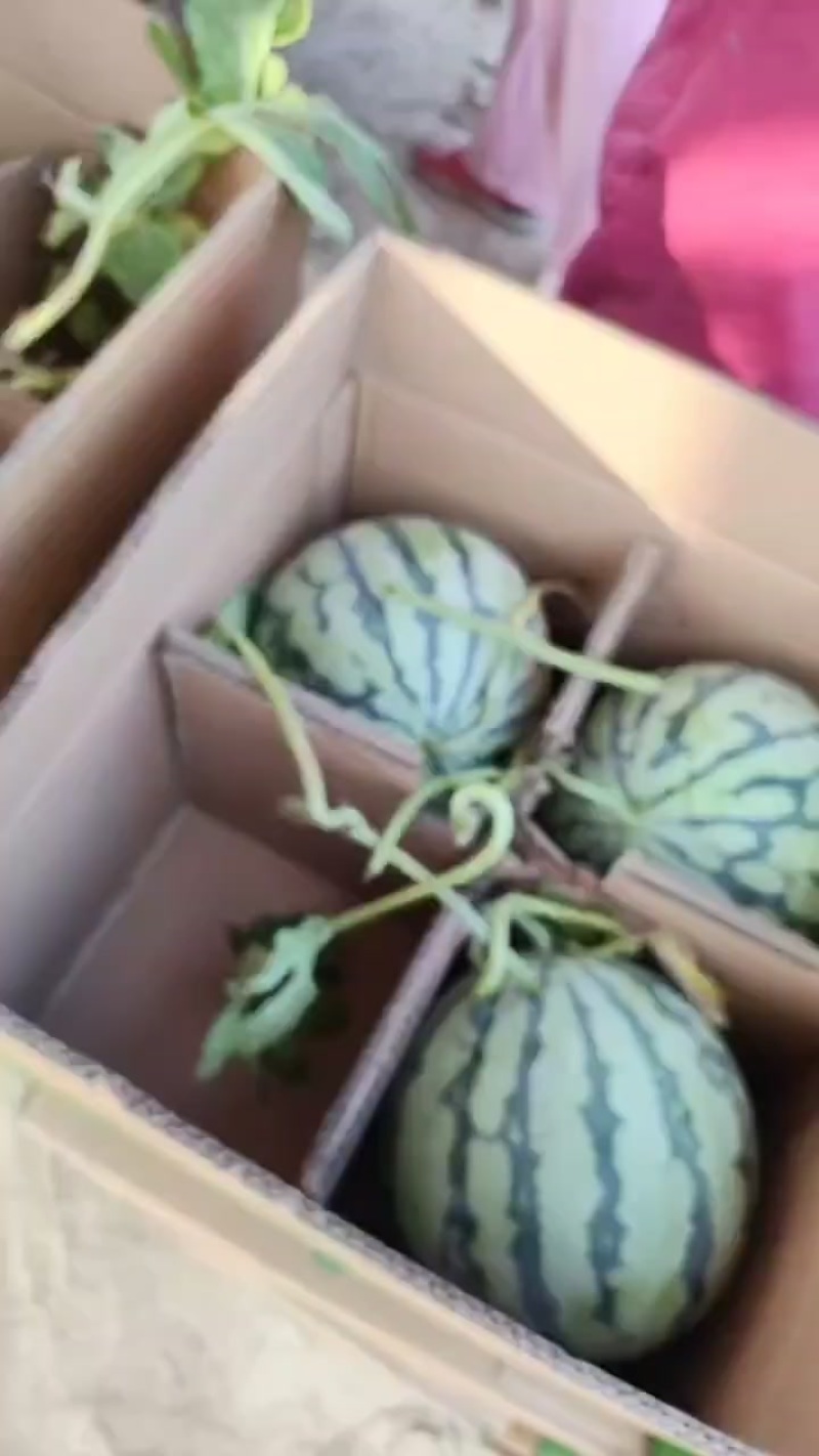 精品麒麟西瓜