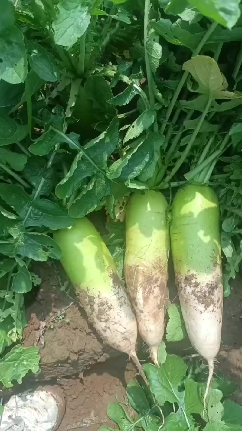 青萝卜