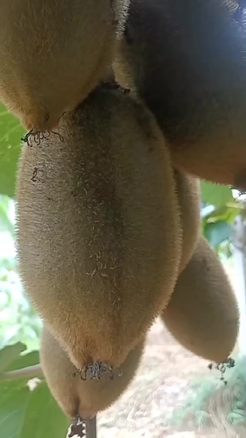 猕猴桃🥝产地！