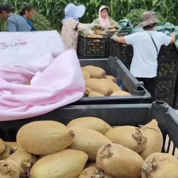 猕猴桃🥝产地！