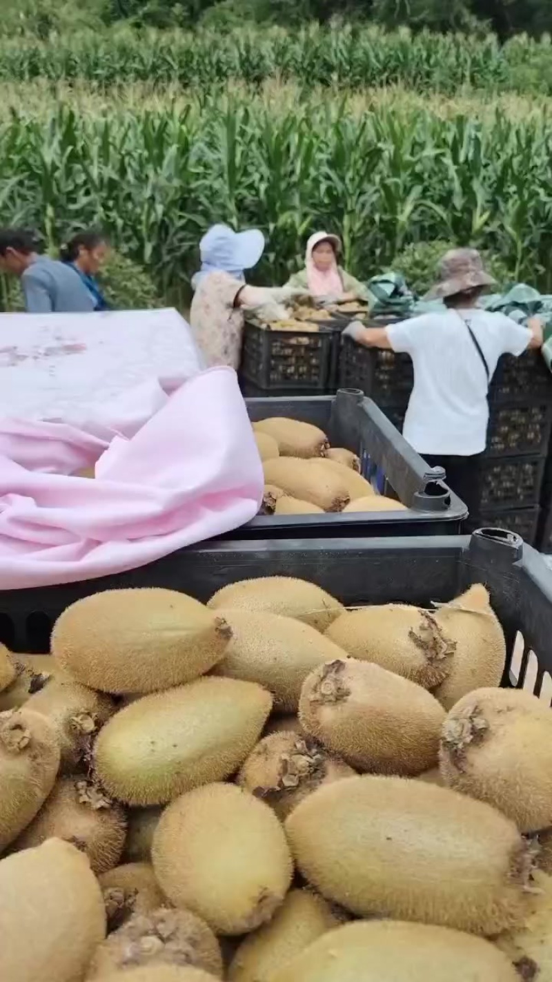 猕猴桃🥝产地！