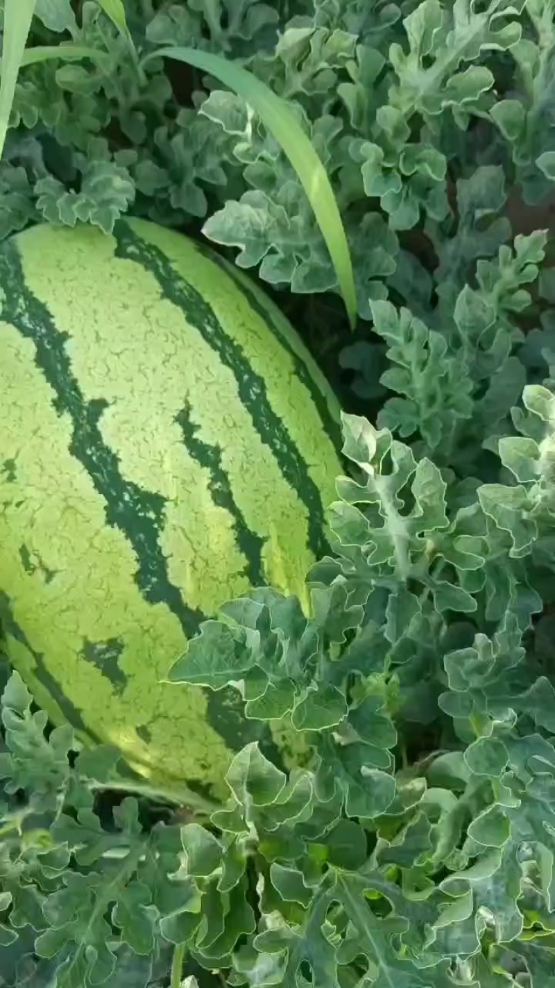 沙漠一号精品