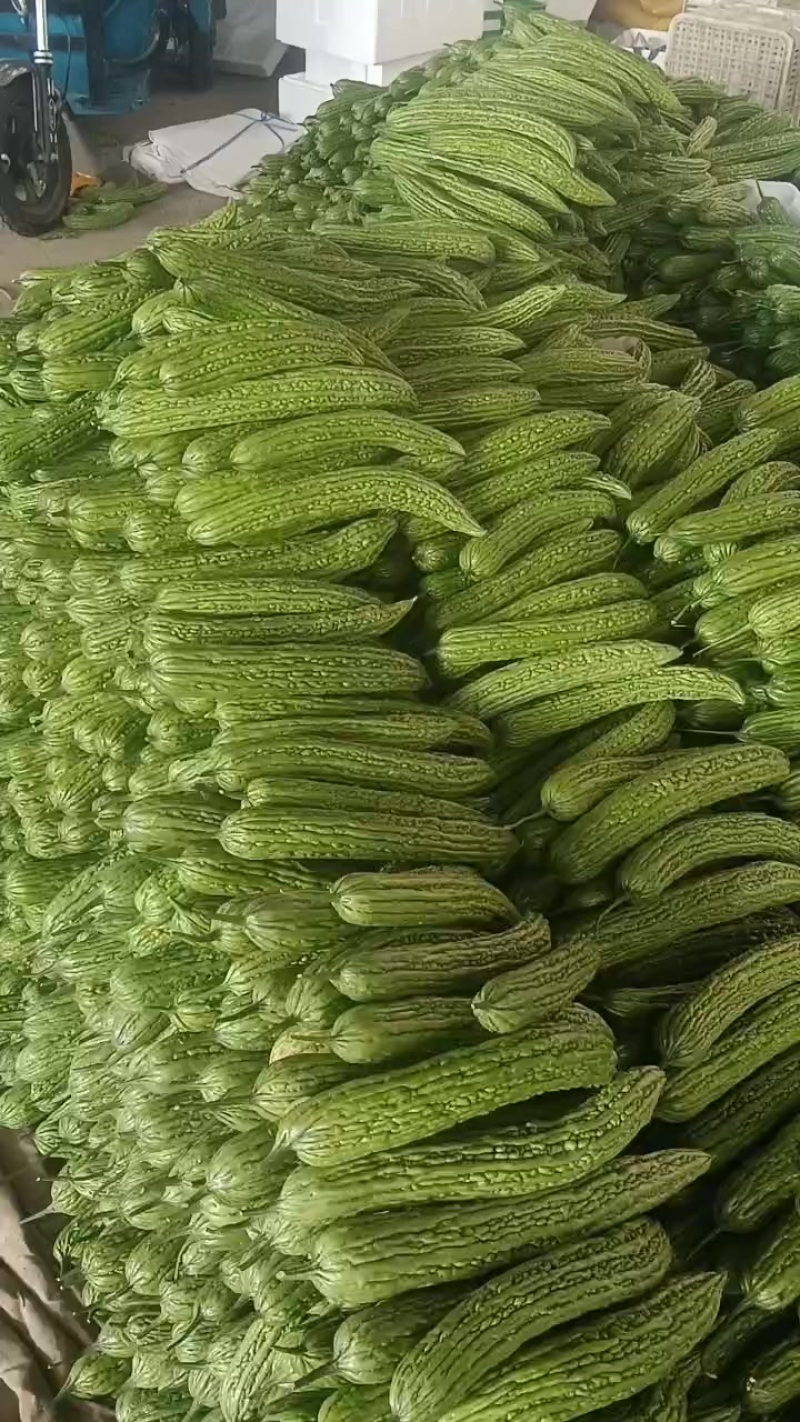 苦瓜