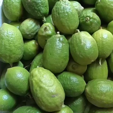 香水柠檬