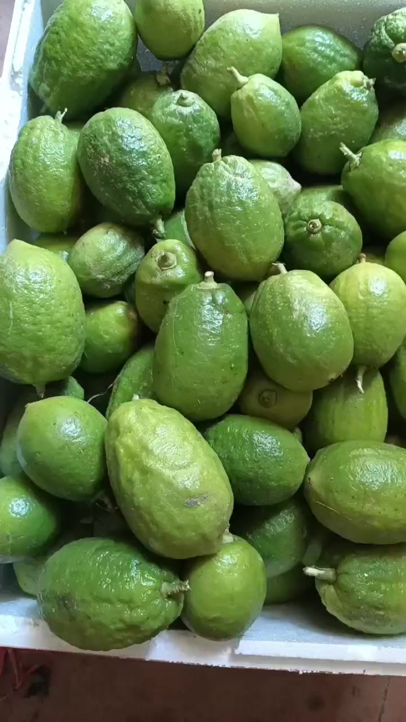 香水柠檬