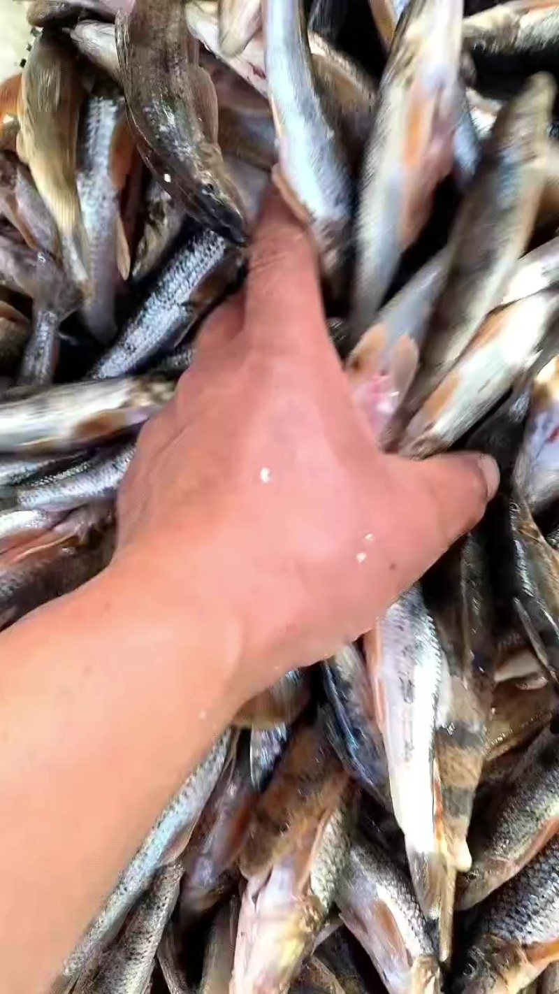 马口桃花鱼
