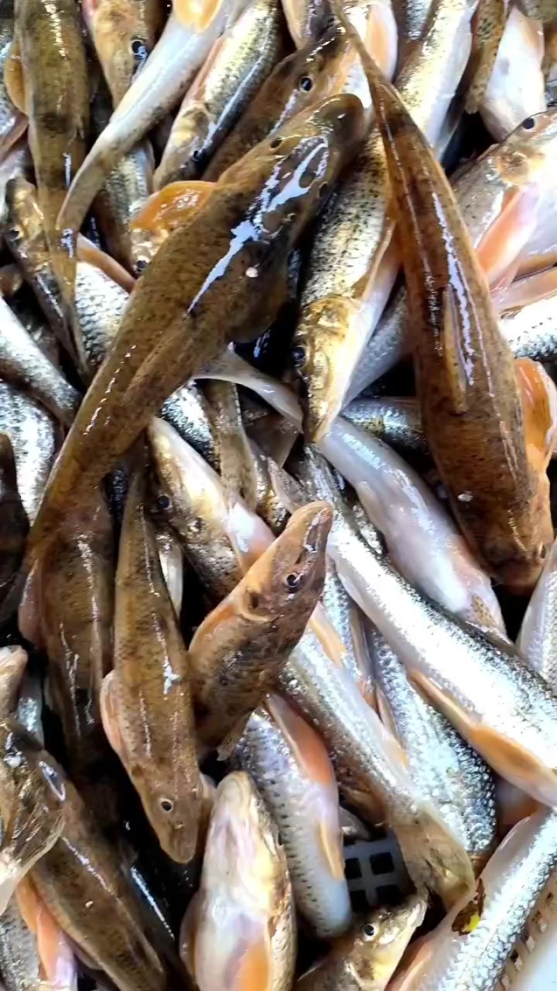 马口桃花鱼