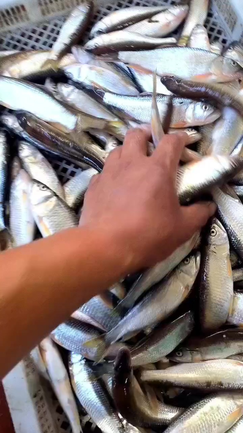 马口桃花鱼