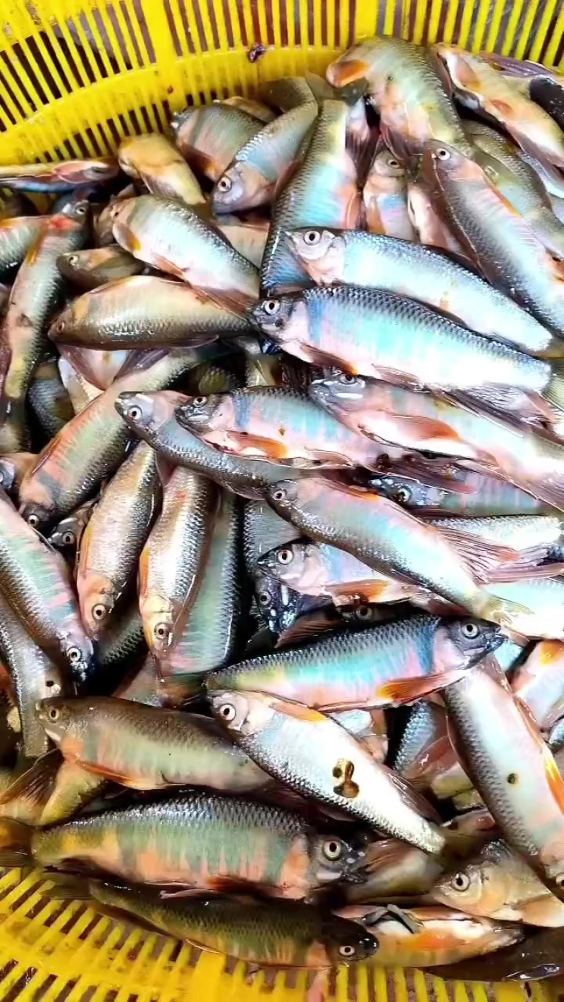 马口桃花鱼