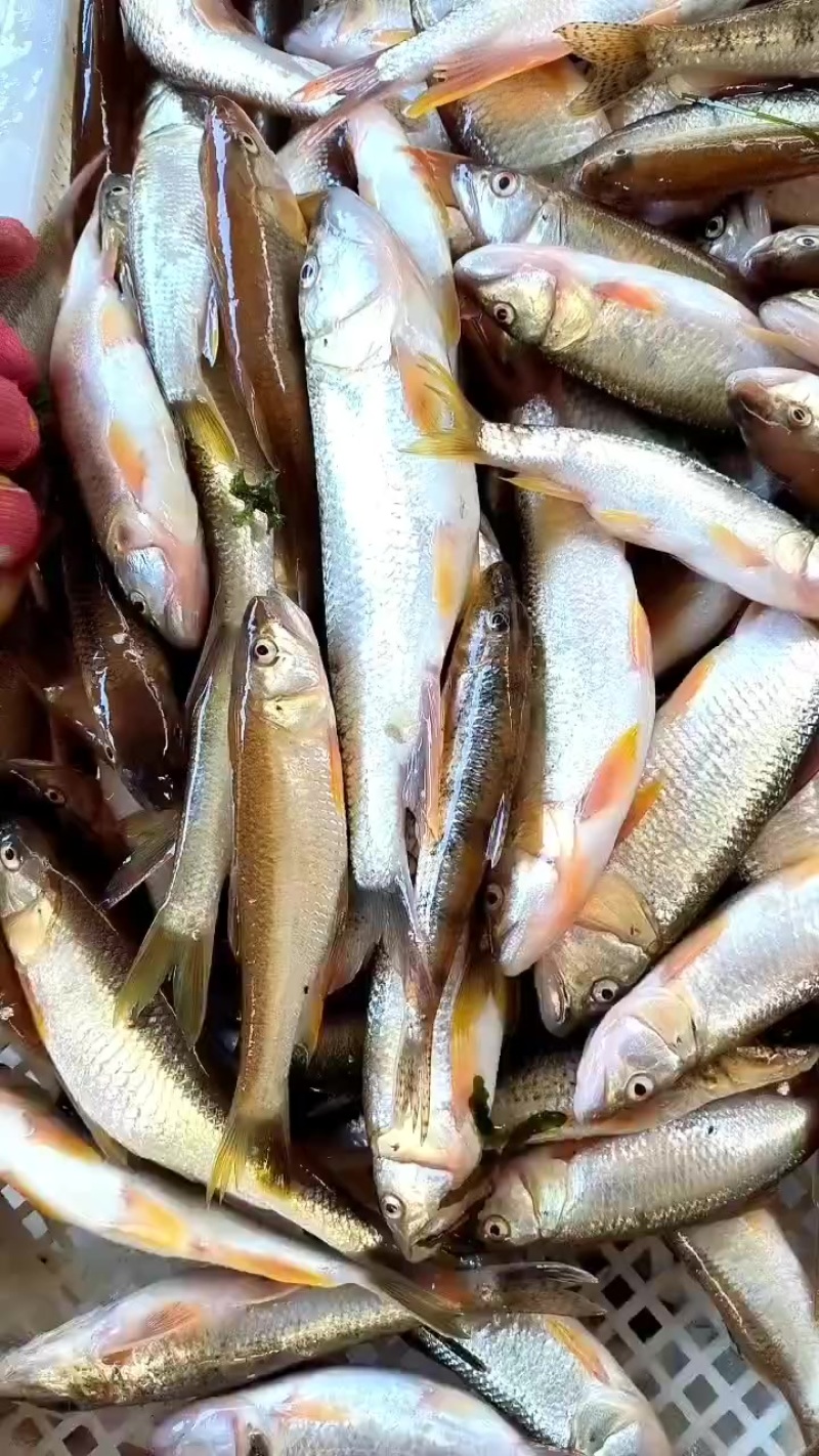 马口桃花鱼