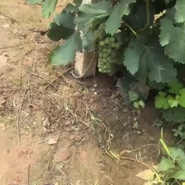 巨峰无核青葡萄