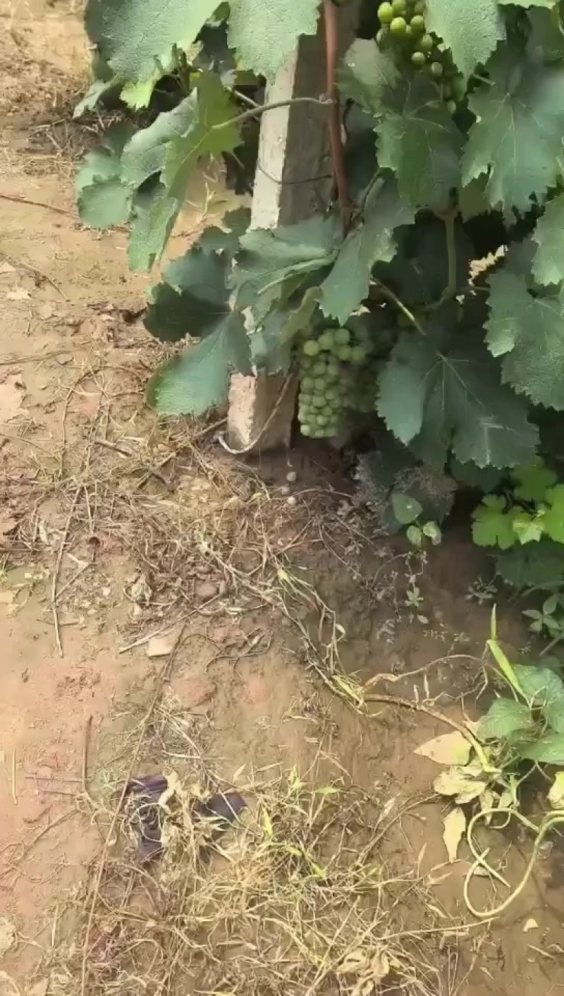 巨峰无核青葡萄