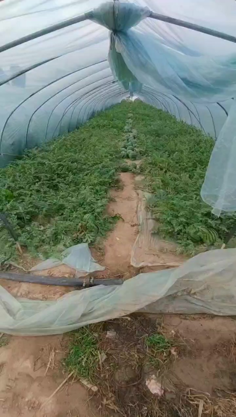 美都麒麟瓜
