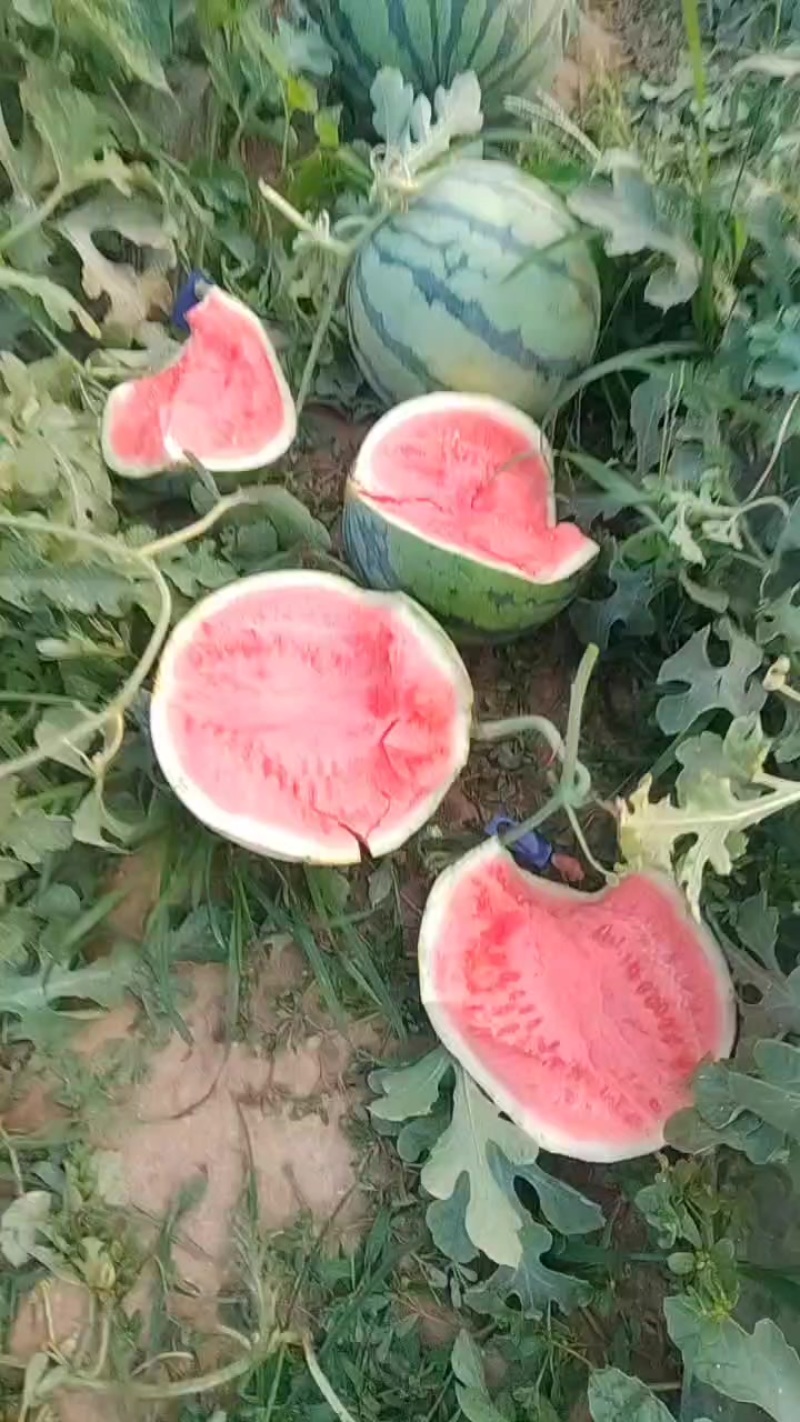 美都麒麟瓜