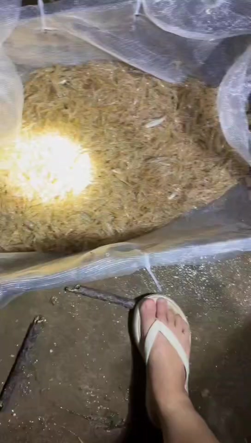 自己河里抓的小河虾，每天几十斤，附近有需要的饭店商贩联