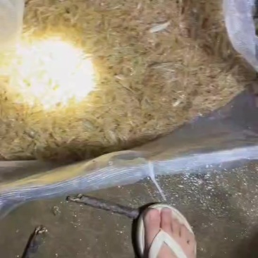自己河里抓的小河虾，每天几十斤，附近有需要的饭店商贩联
