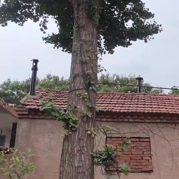 山东青州银杏树