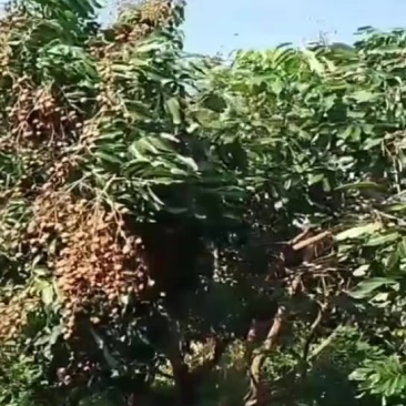 黄皮