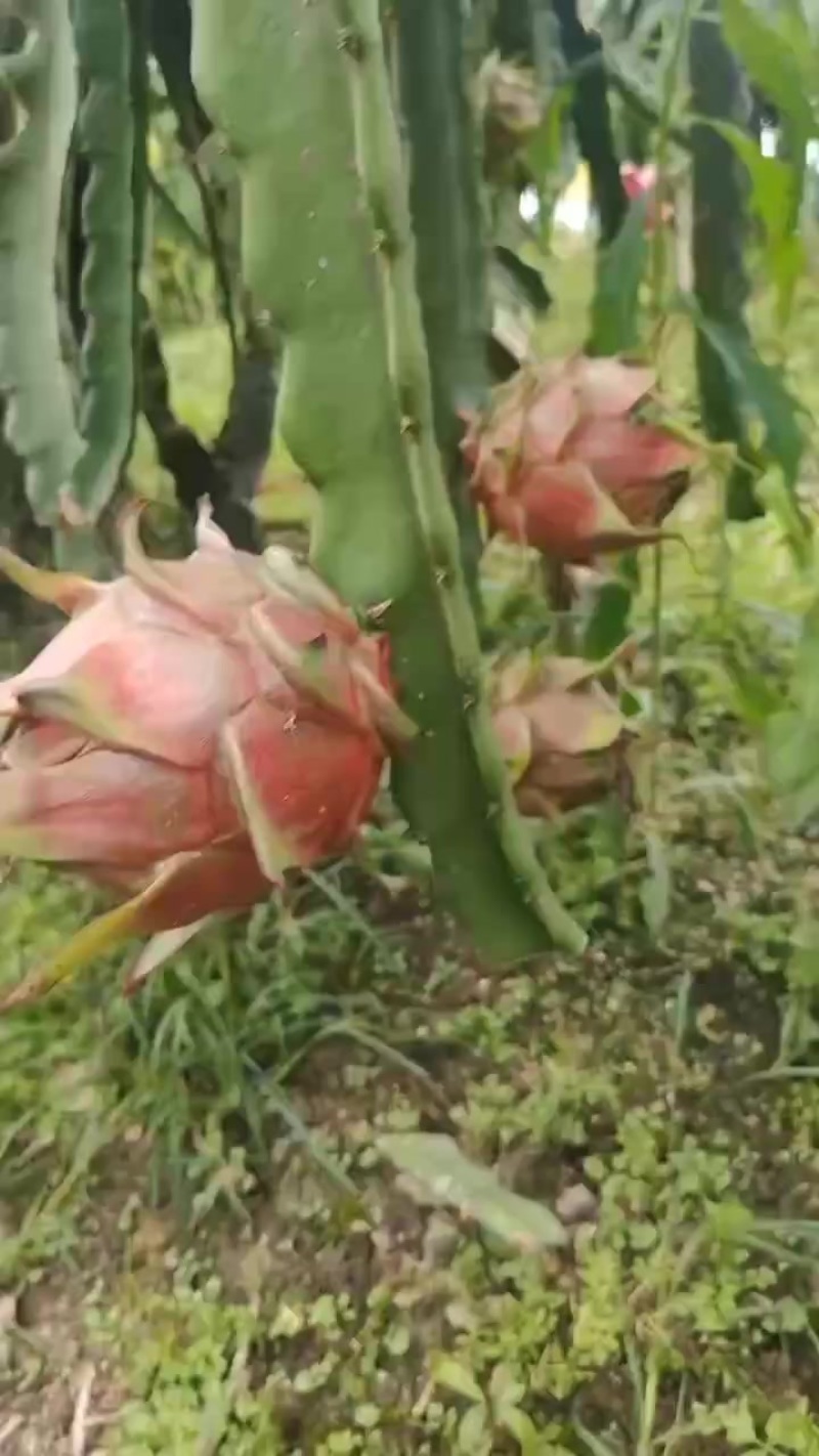 红龙果，量大需要的联系