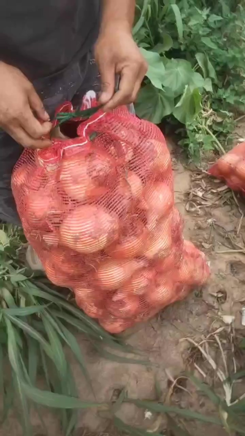 锦州黄皮洋葱