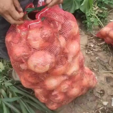 锦州义县黄皮洋葱出售