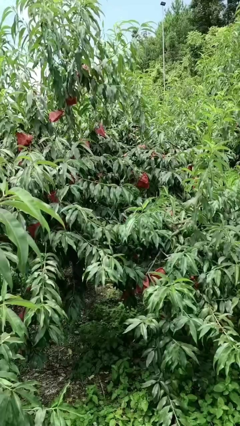黄桃