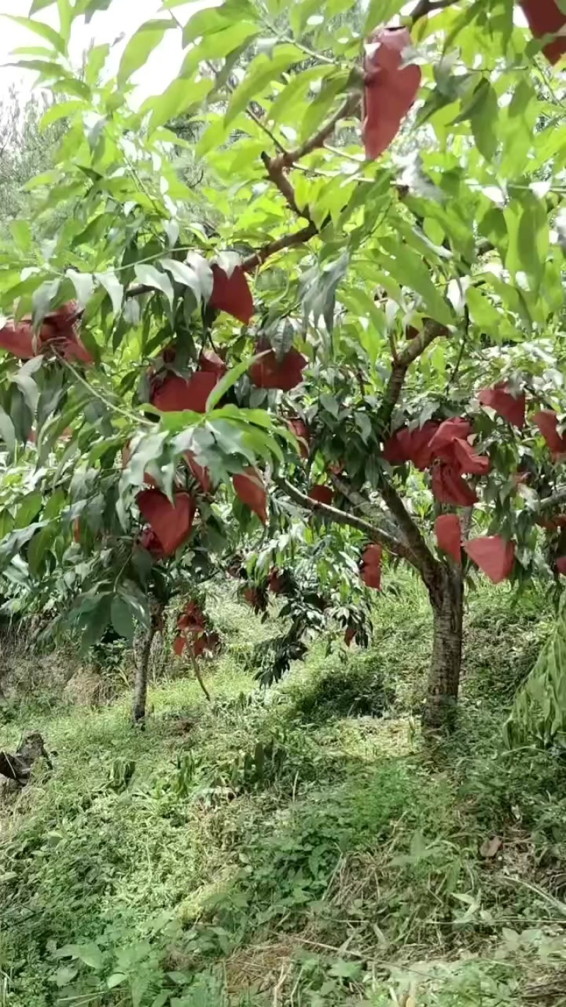 黄桃