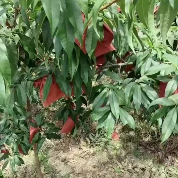 黄桃
