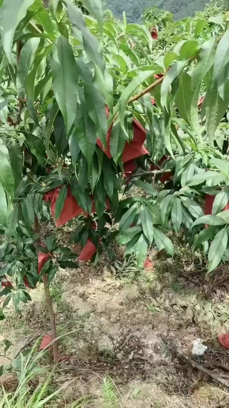 黄桃