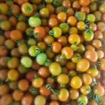 小个西红柿