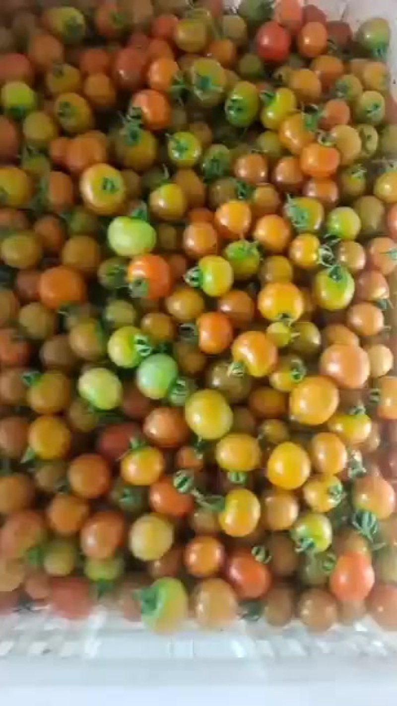 小个西红柿