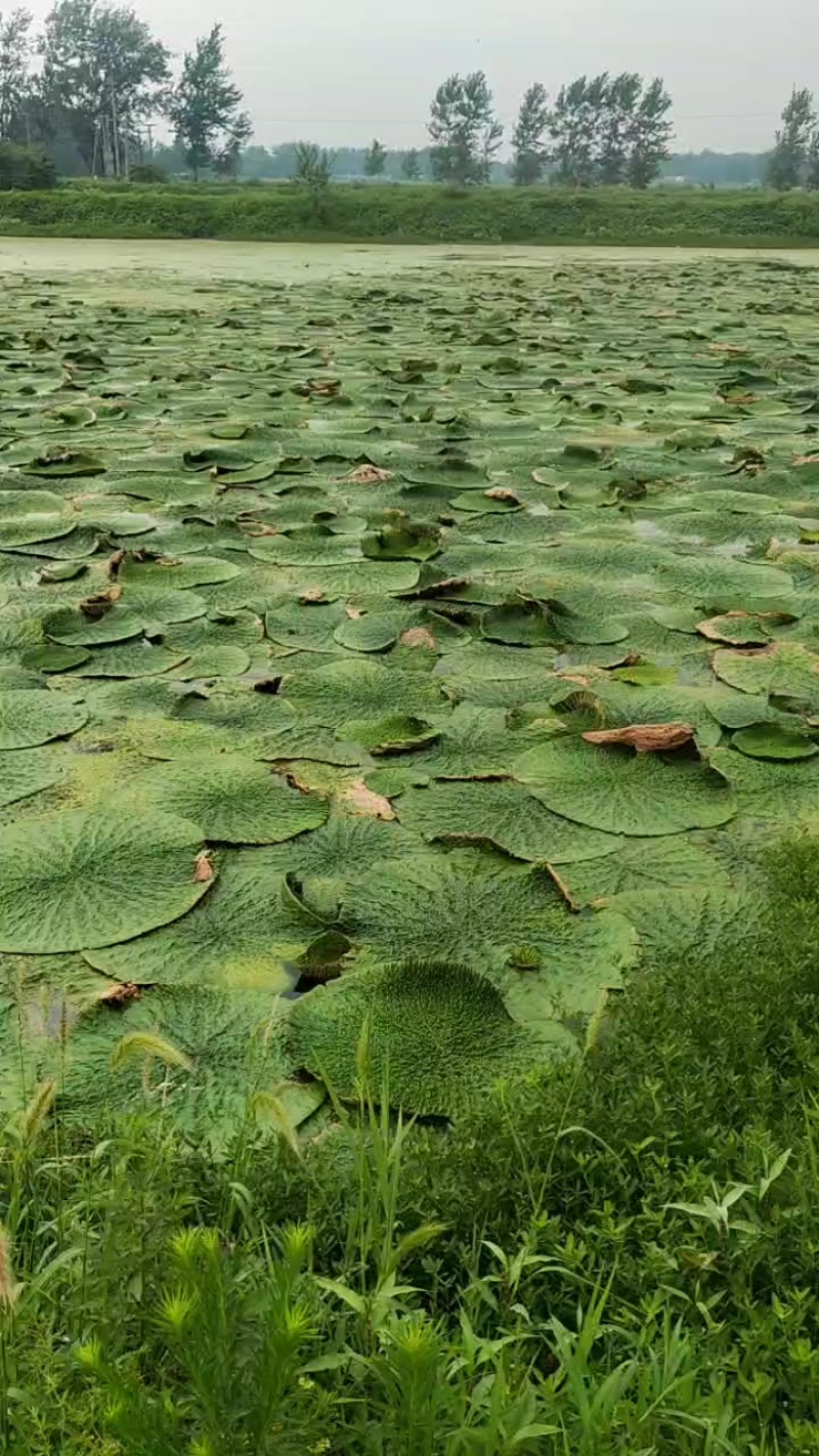 鸡头茎水生植物1