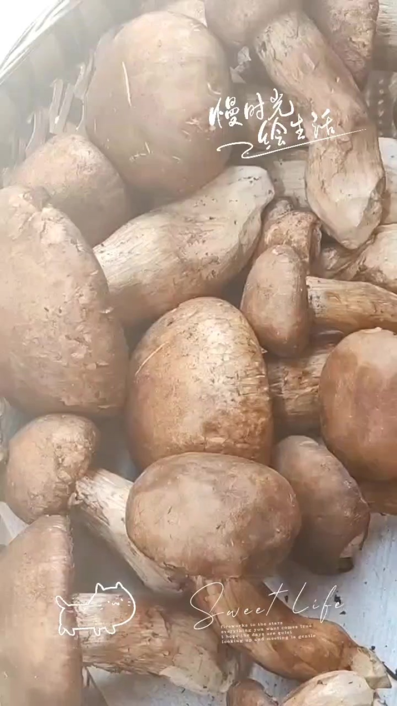野生菌，虎掌菌