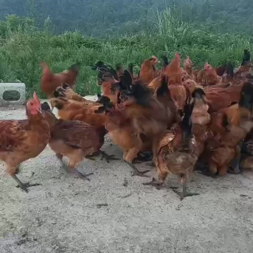 放养土鸡