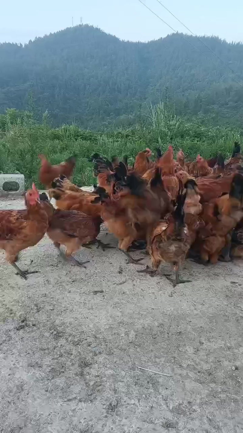 放养土鸡