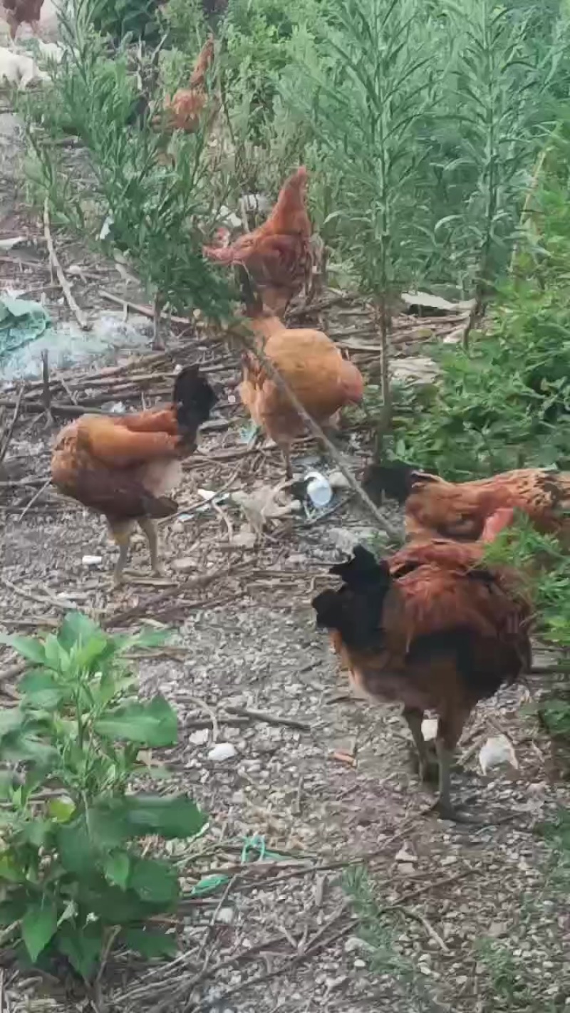 放养土鸡