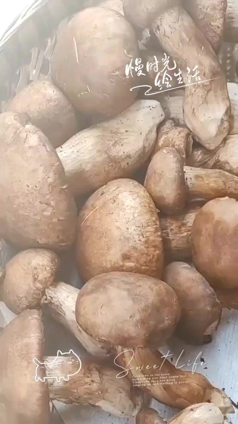 野生菌，虎掌菌