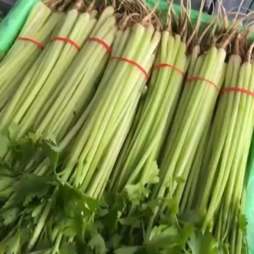 精品宁夏香芹，欢迎各位老板