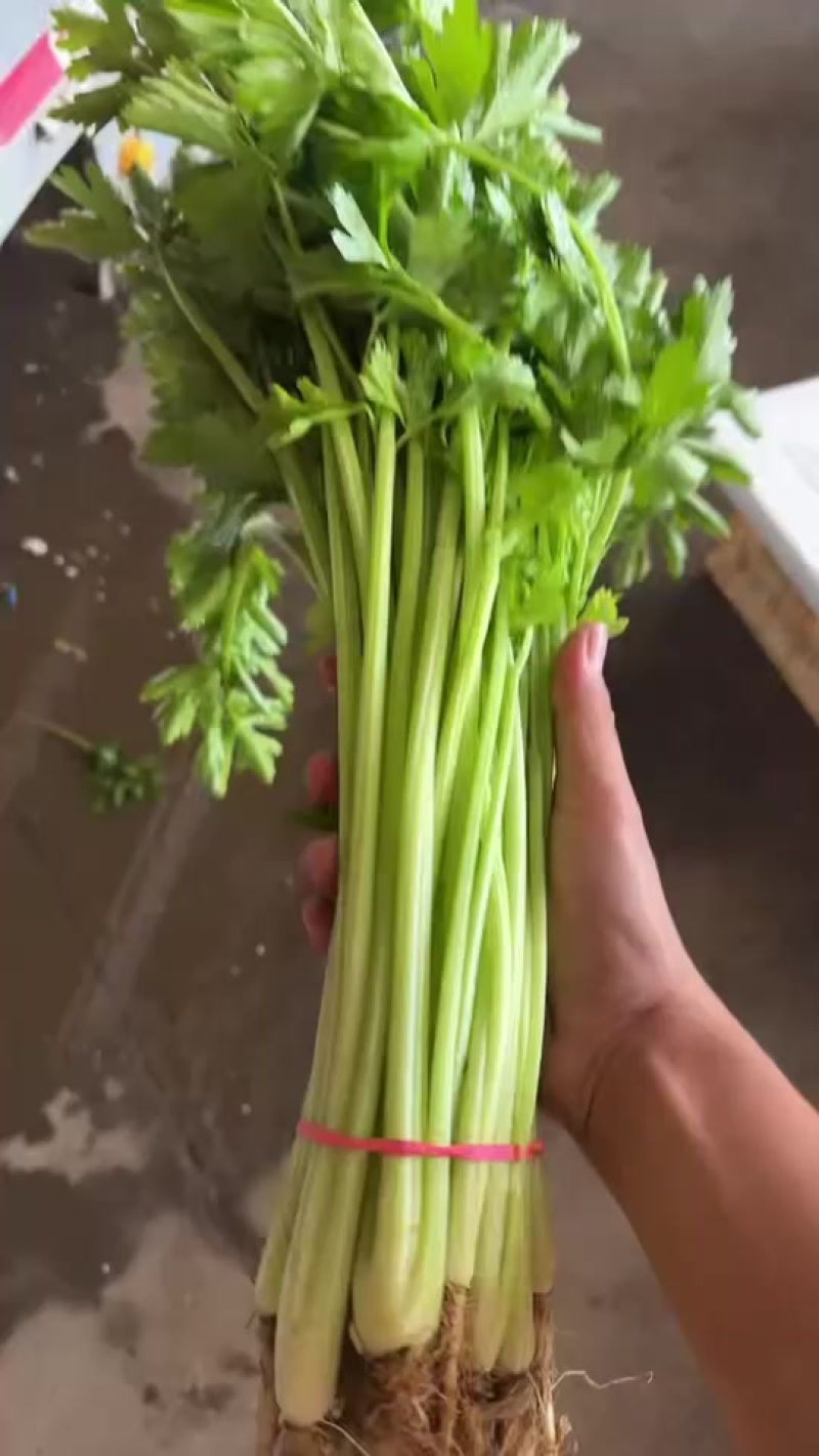 精品宁夏香芹，欢迎各位老板