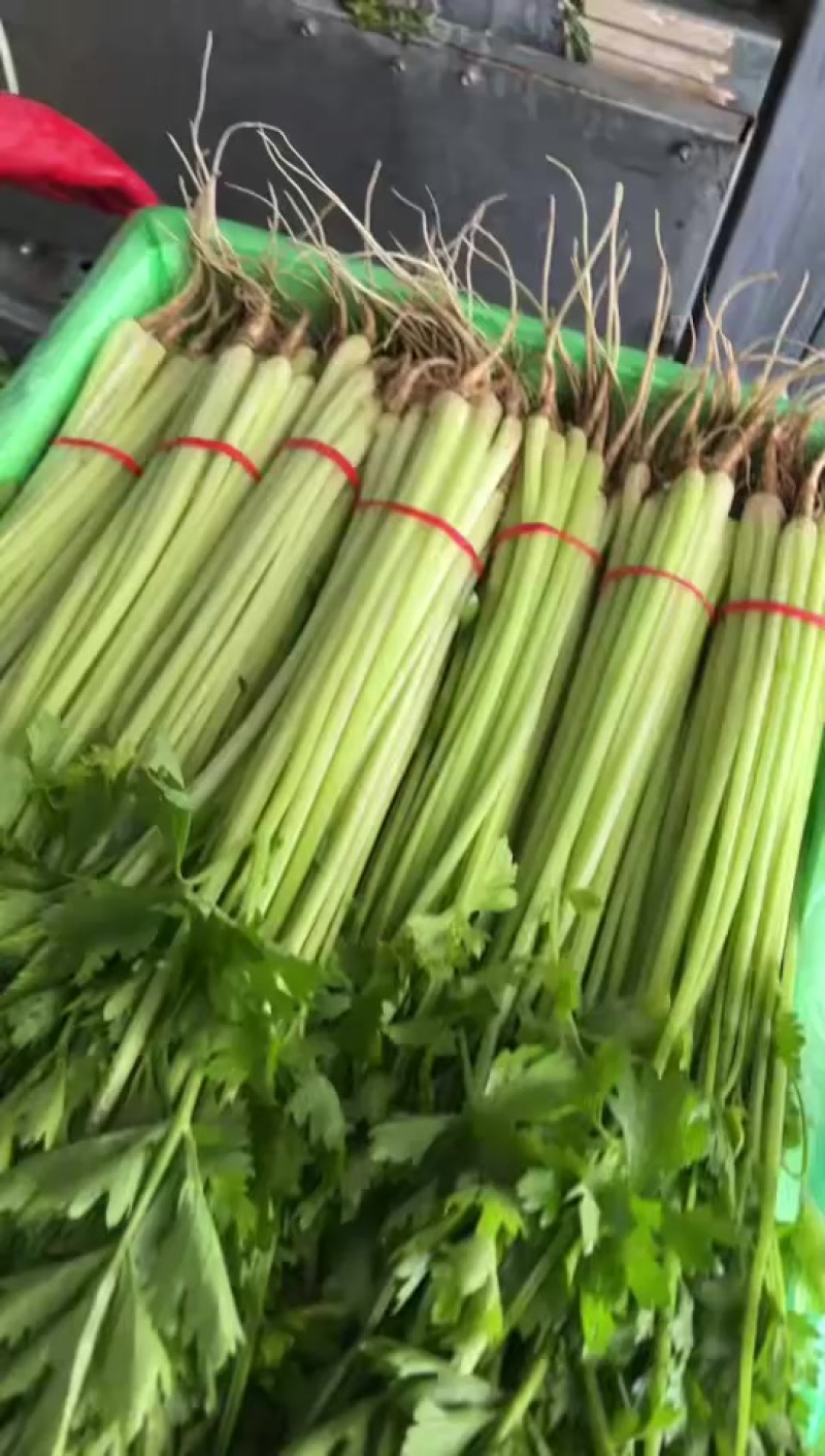 精品宁夏香芹，欢迎各位老板