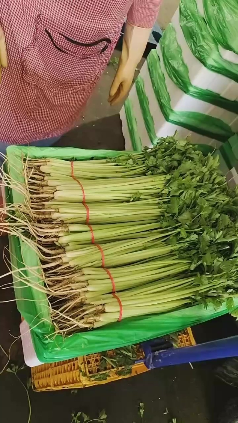 精品宁夏香芹，欢迎各位老板