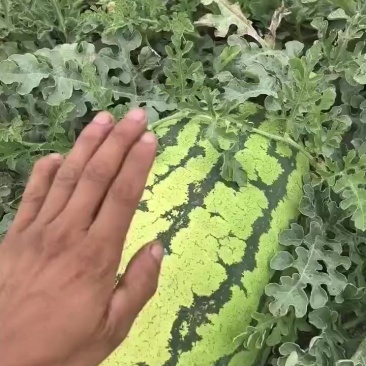 宁夏硒砂瓜价位