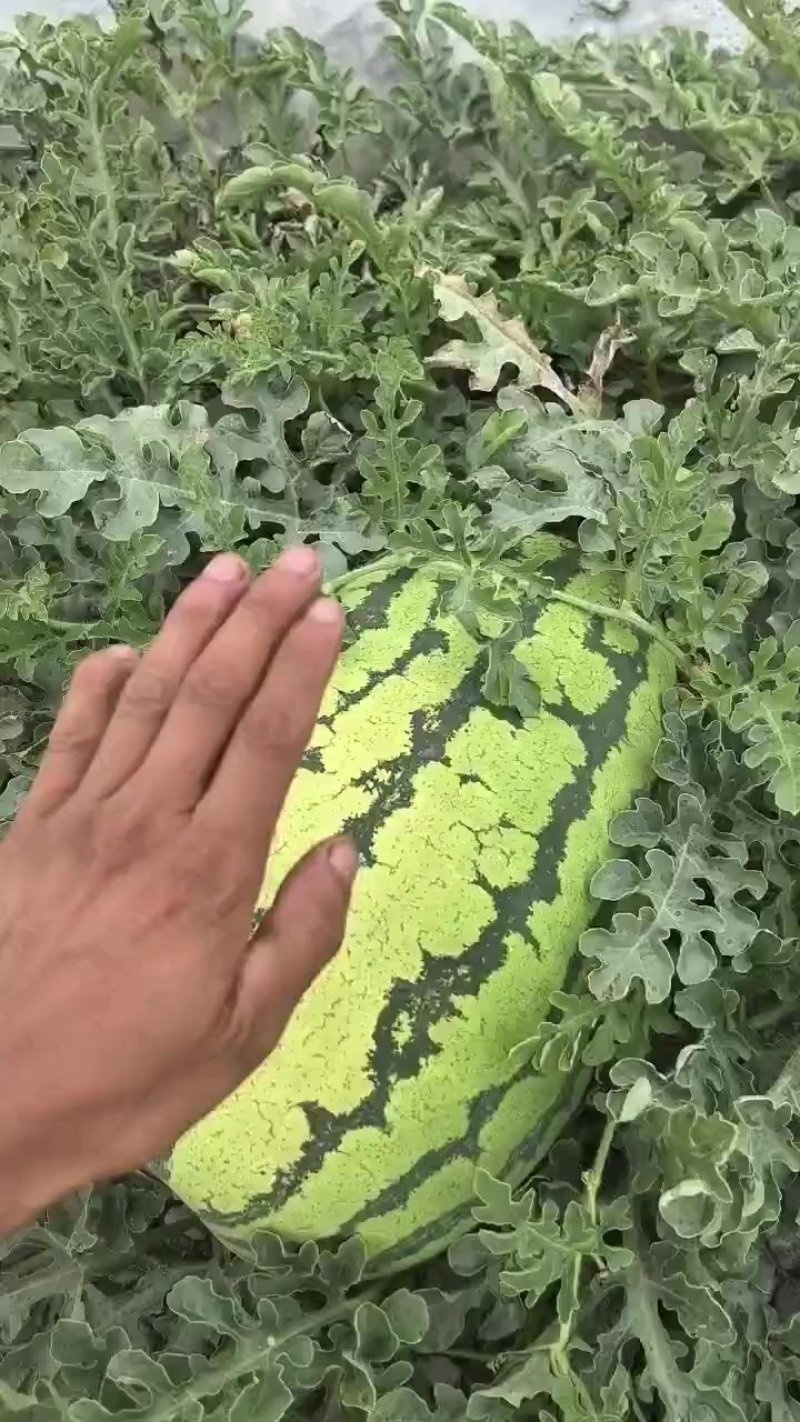 宁夏硒砂瓜价位