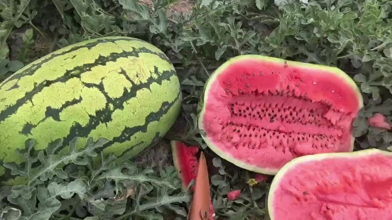 宁夏硒砂瓜价位