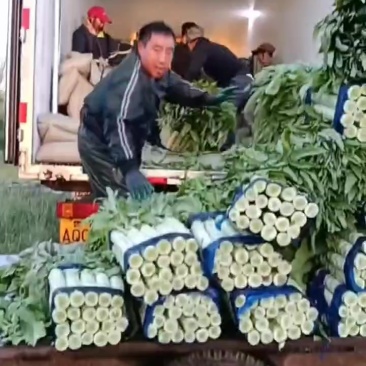 内蒙古莴苣大量供应产地一手货源，不空心，可以实地看货
