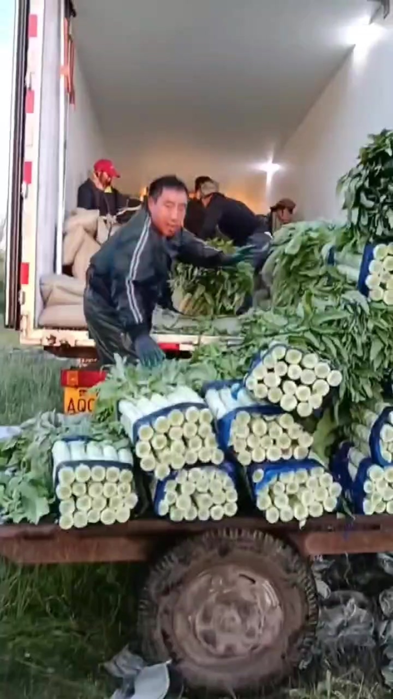 内蒙古莴苣大量供应产地一手货源，不空心，可以实地看货