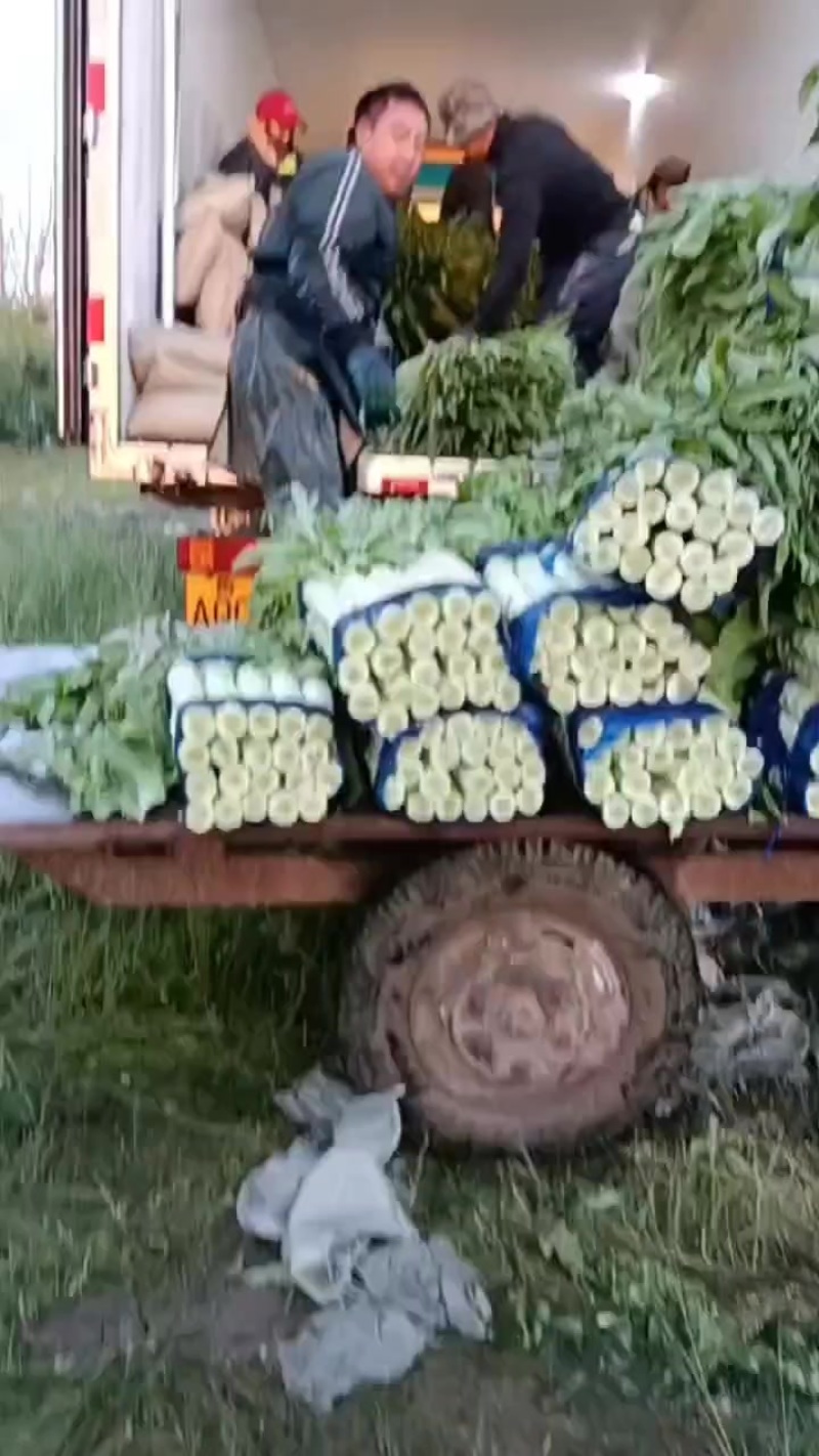 内蒙古莴苣大量供应产地一手货源，不空心，可以实地看货