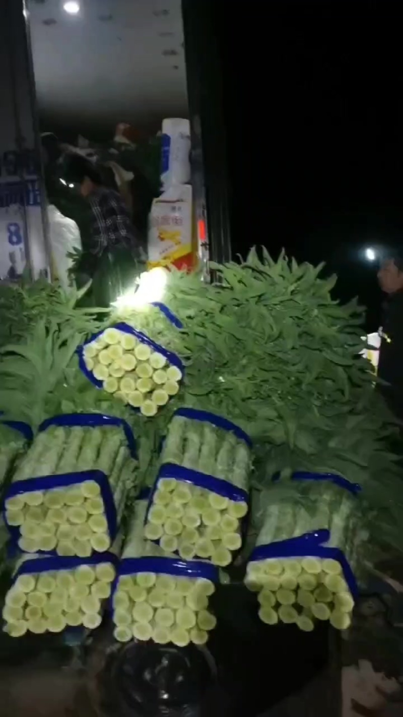 内蒙古莴苣大量供应产地一手货源，不空心，可以实地看货