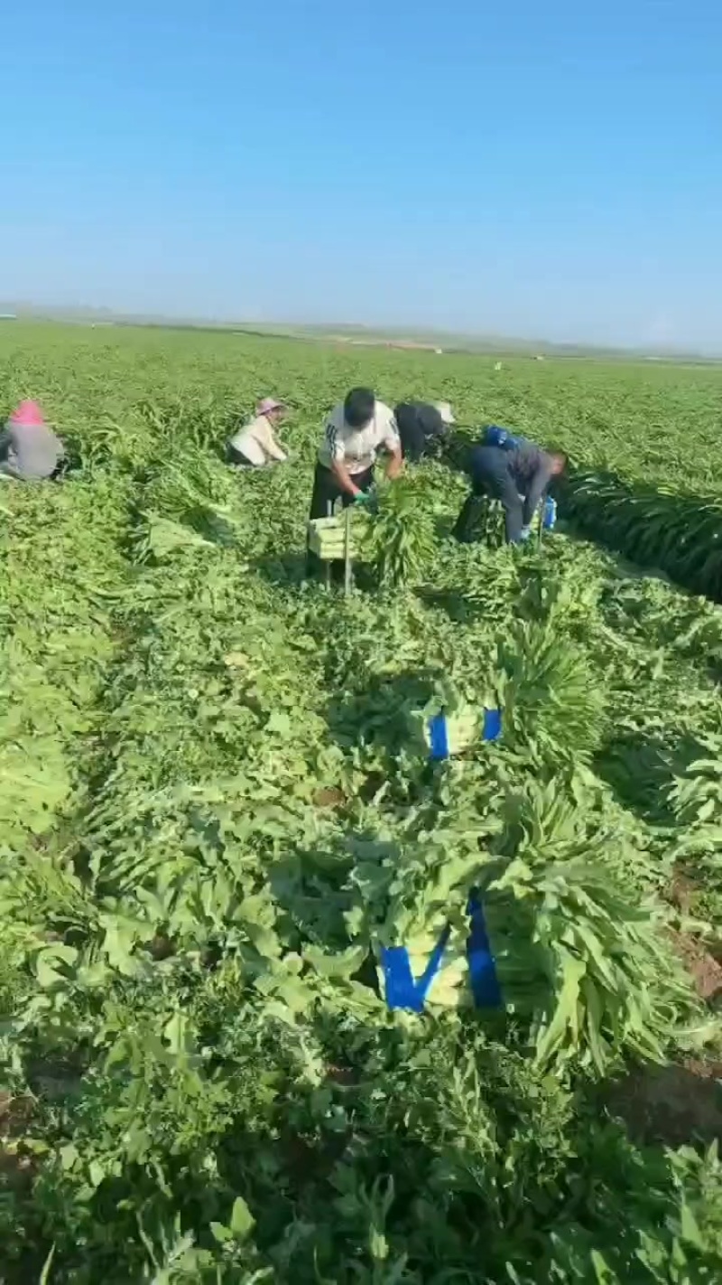 内蒙古莴苣大量供应产地一手货源，不空心，可以实地看货