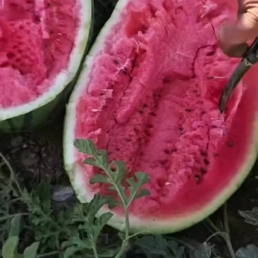 宁夏硒砂瓜